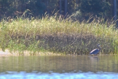 CarolinaBeachStateParKPaddling13