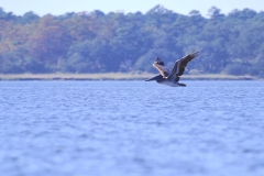 CarolinaBeachStateParKPaddling19