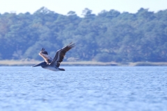 CarolinaBeachStateParKPaddling23