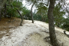 CarolinaBeachStatePark01