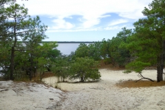 CarolinaBeachStatePark02