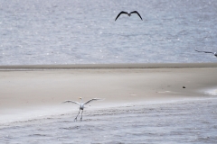 CarolinaBeachStatePark07