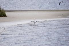 CarolinaBeachStatePark08