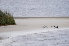 CarolinaBeachStatePark09