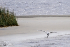 CarolinaBeachStatePark10