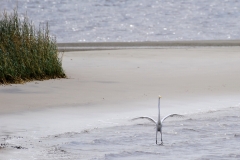 CarolinaBeachStatePark11