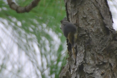 CarolinaBeachStatePark15