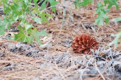 CarolinaBeachStatePark17