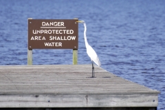 GreatEgret1