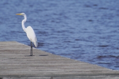 GreatEgret2