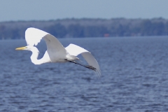 GreatEgret3