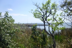 pineIslandAudubonWalk_01