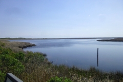 pineIslandAudubonWalk_06