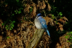 BlueJay1