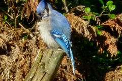 BlueJay2