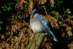 BlueJay3