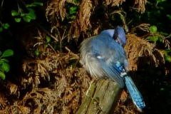 BlueJay4