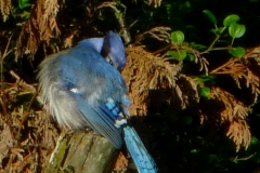 BlueJay5