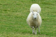 Sheep1