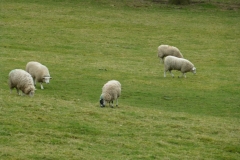 Sheep2